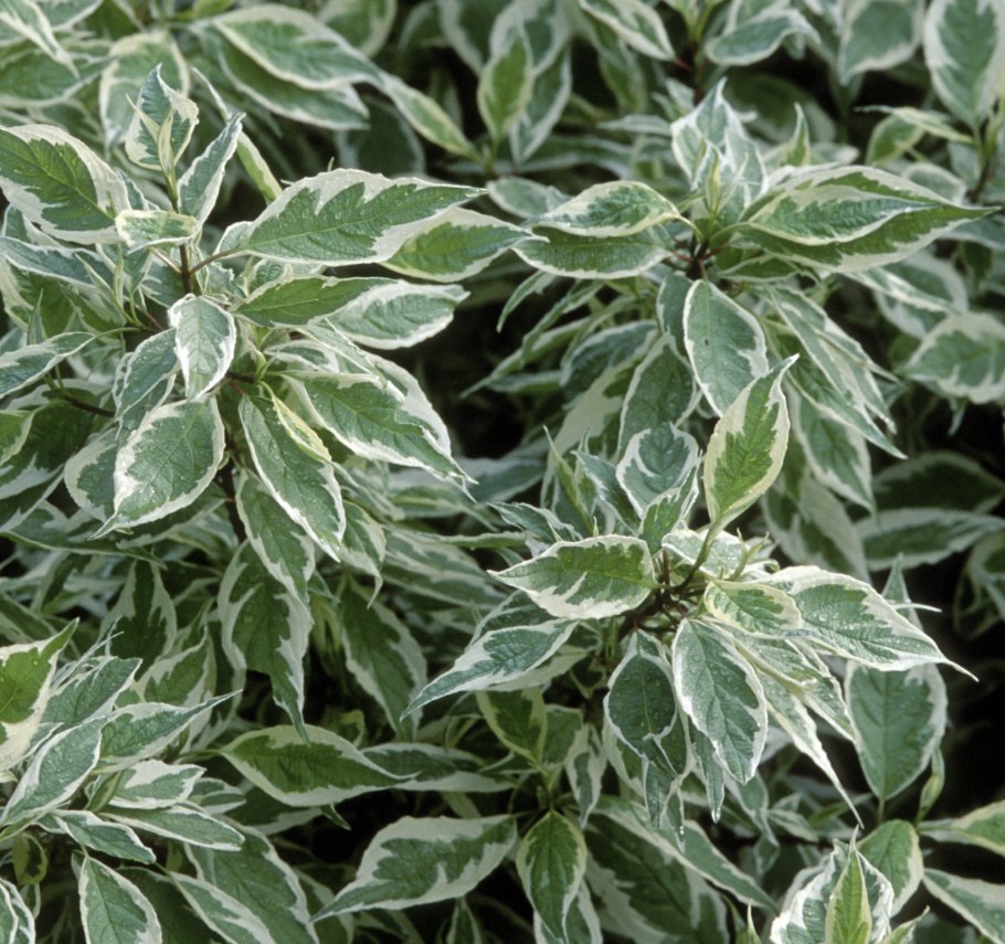 Дерен белый айвори Хало