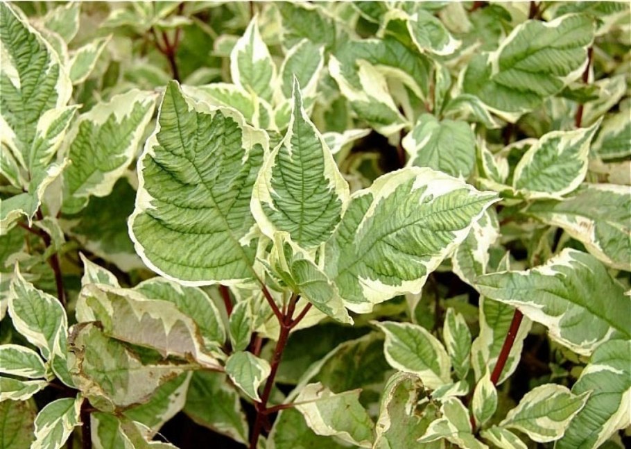 Дерен белый пестролистный