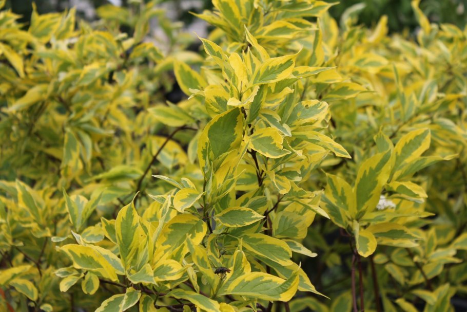 Дерен Гоучаулти