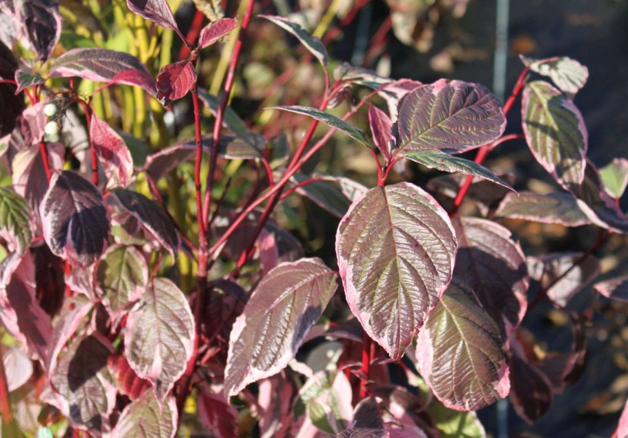 Дерен белый Сибирика Вариегата