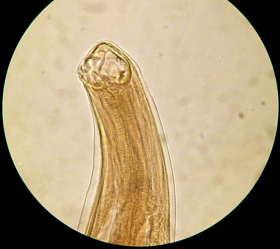 Фрукт похожий на зеленый помидор