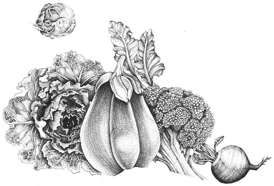 Овощи эскиз