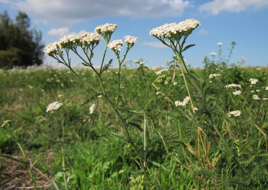 Тысячелистник обыкновенный (Achillea millefolium)