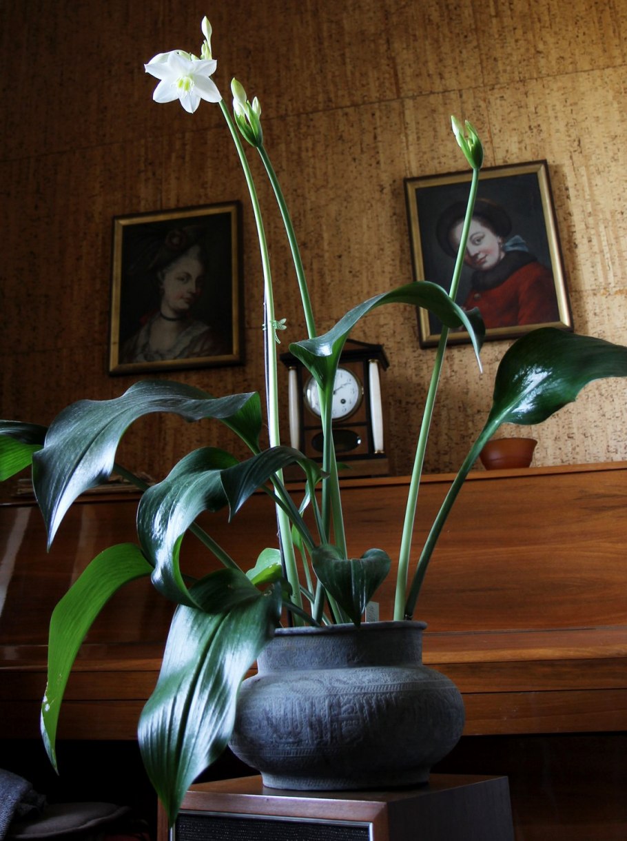 Эухарис Амазонская Лилия