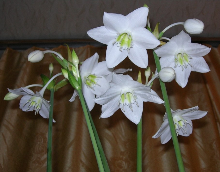 Эухарис Сандера (Eucharis sanderi)