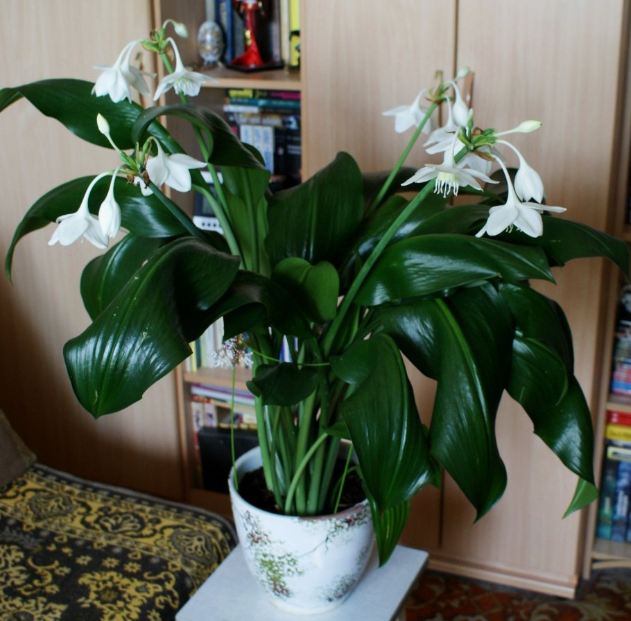 Эухарис Амазонская Лилия комнатный