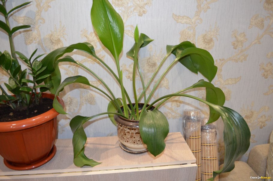 Комнатный Нарцисс эухарис