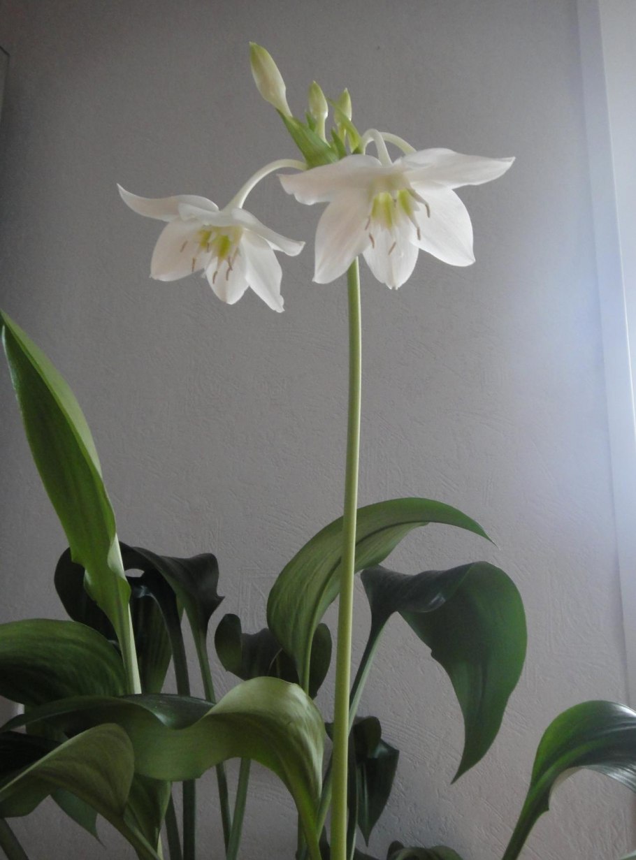 Эухарис Амазонская Лилия