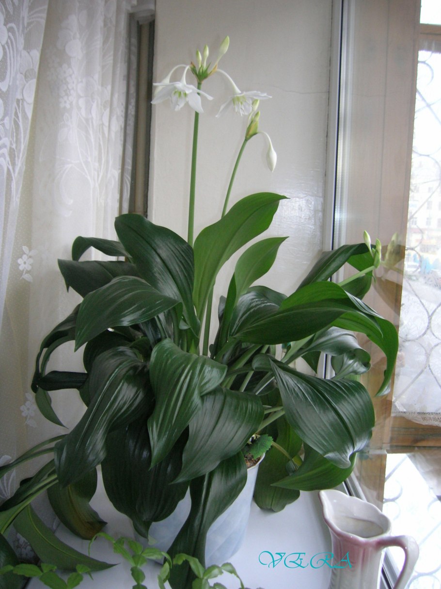 Эухарис в горшке