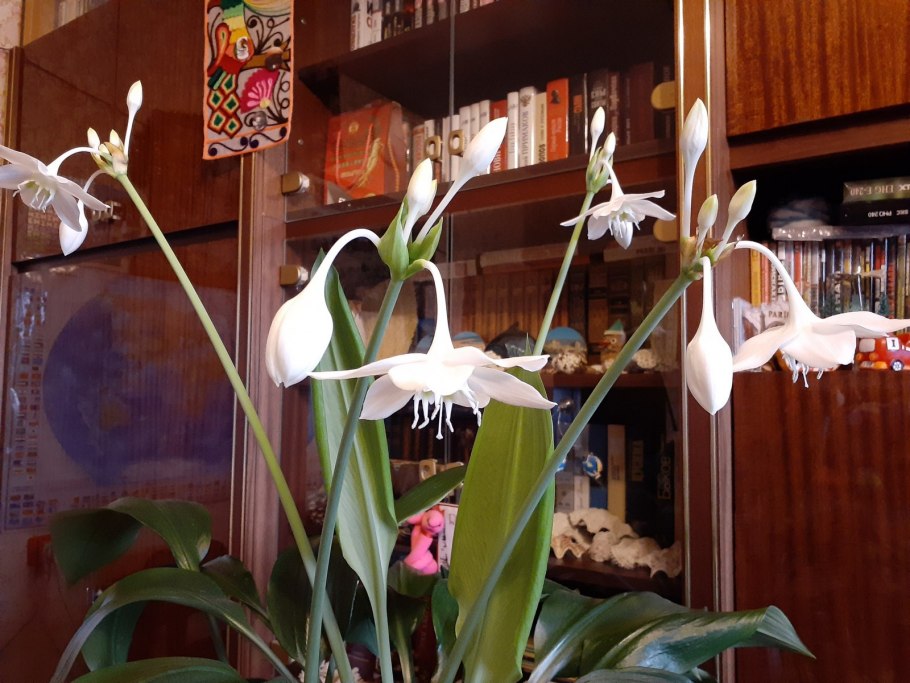 Эухарис великолепный