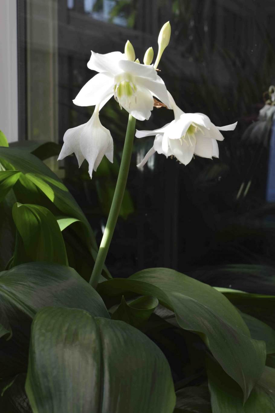 Лилия (Амазонская Лилия эухарис)