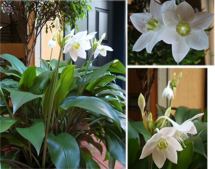 Лилия эухарис Родина