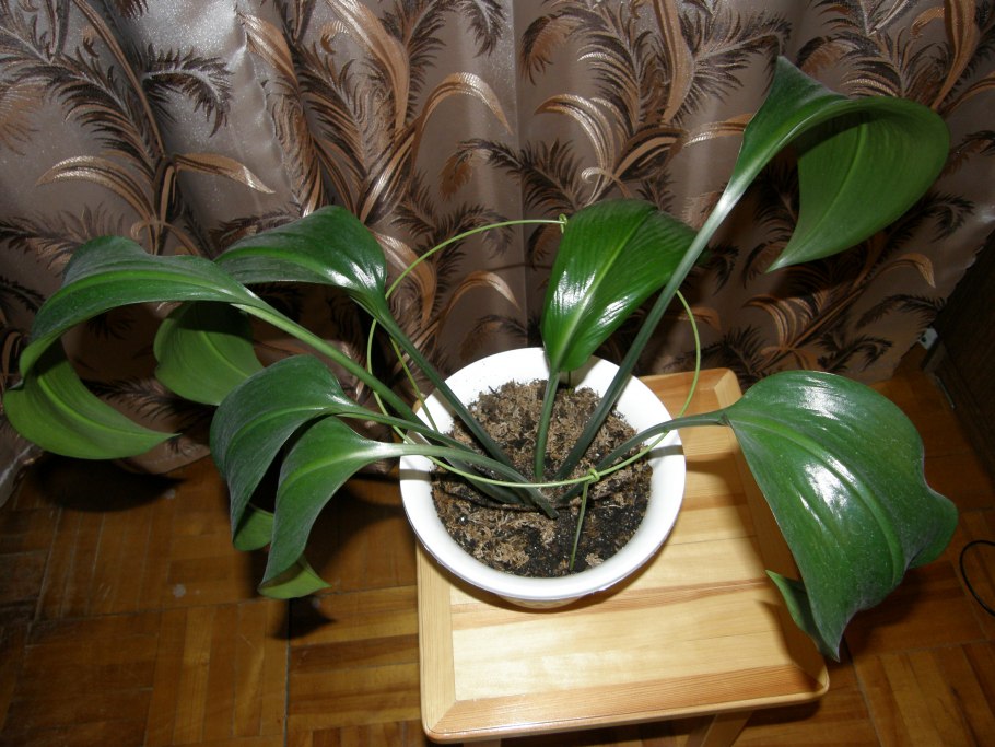 Комнатные цветы эухарис размножение