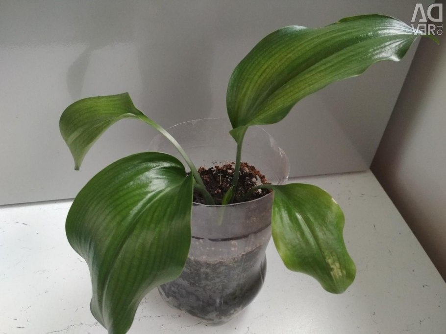 Мини эухарис