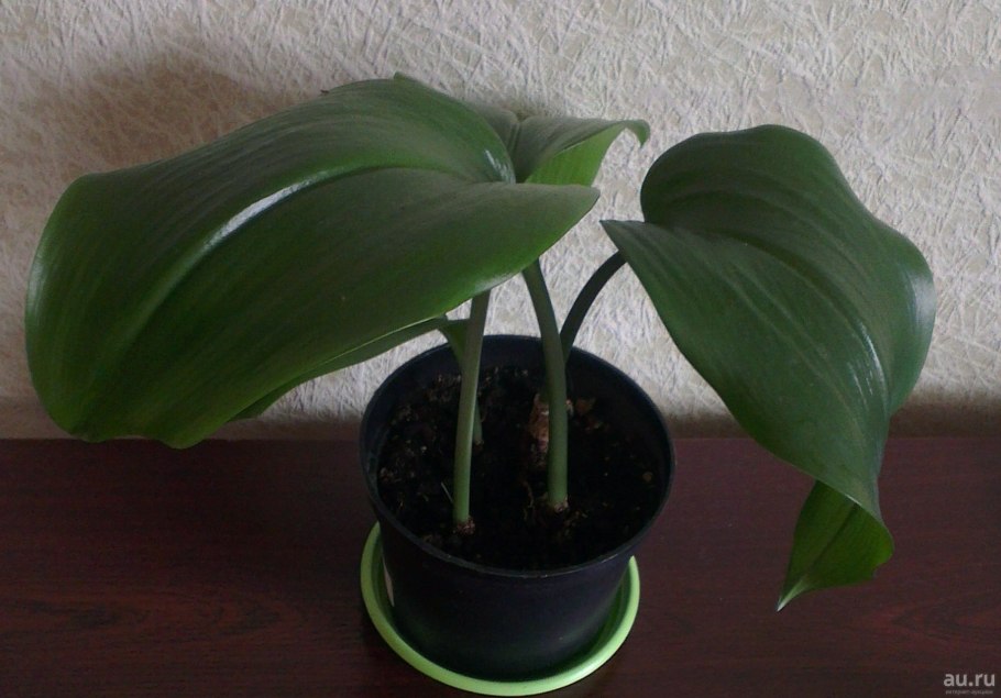 Эухарис - Лилия Амазонская лист