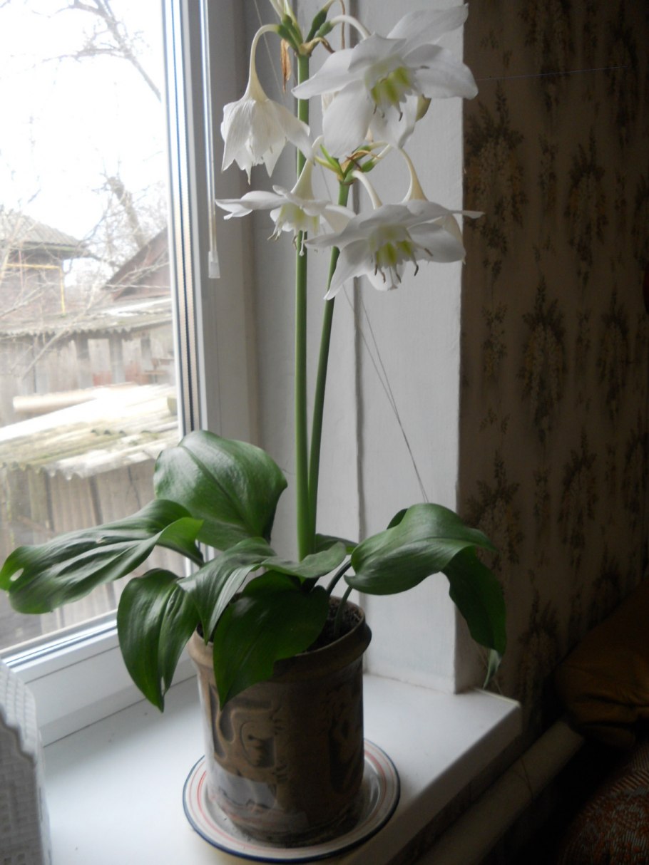 Эухарис амазонский