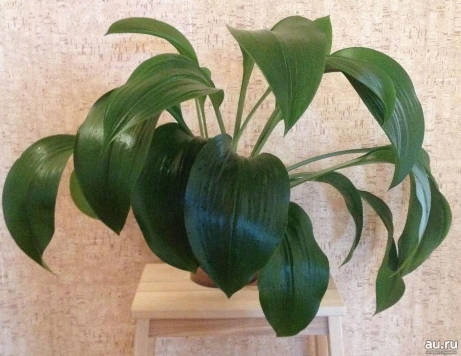 Эухарис амазонский