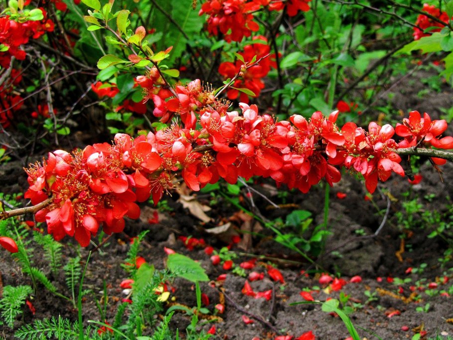 Хеномелес катаянский