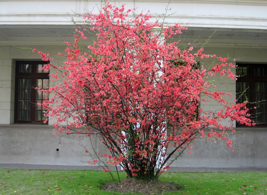 Айва японская дерево