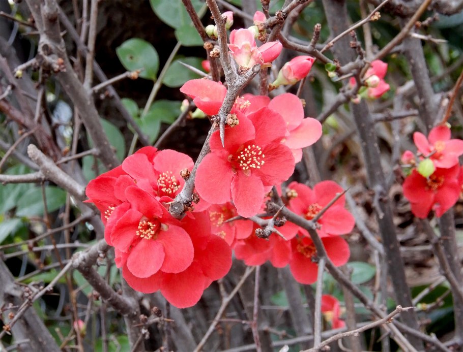 Хеномелес японский Chaenomeles japonica