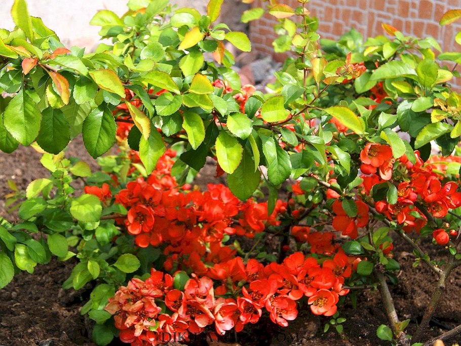 Хеномелес Kinshiden