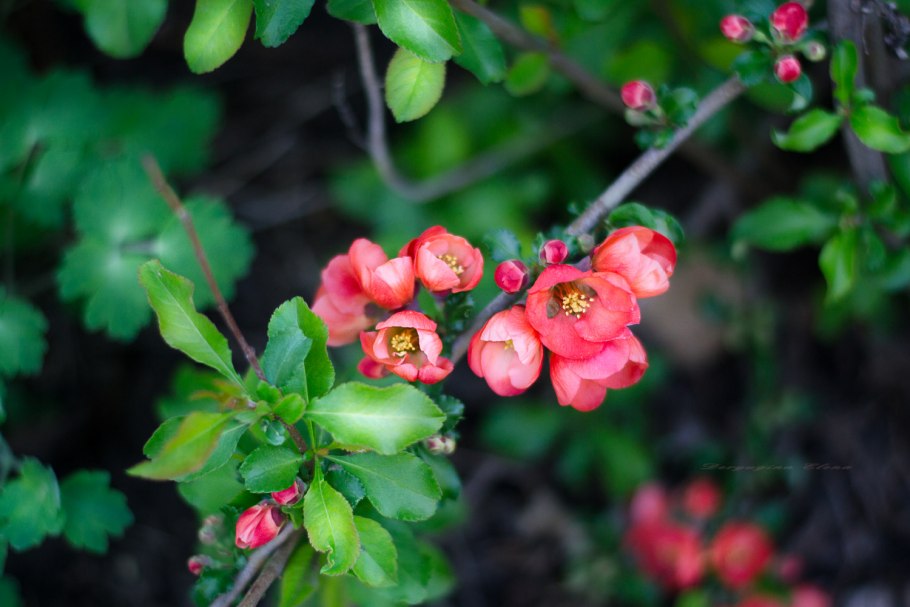 Японская айва декоративный кустарник