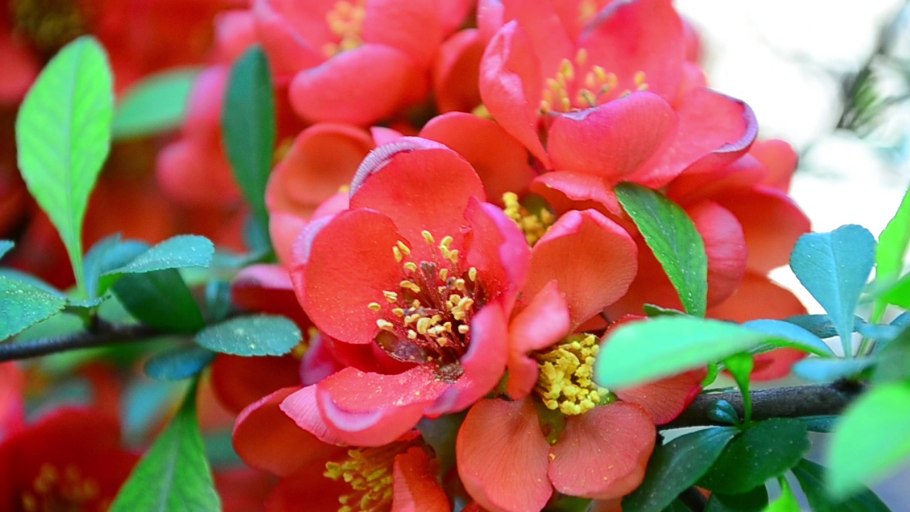 Японская айва с1 безсортовая