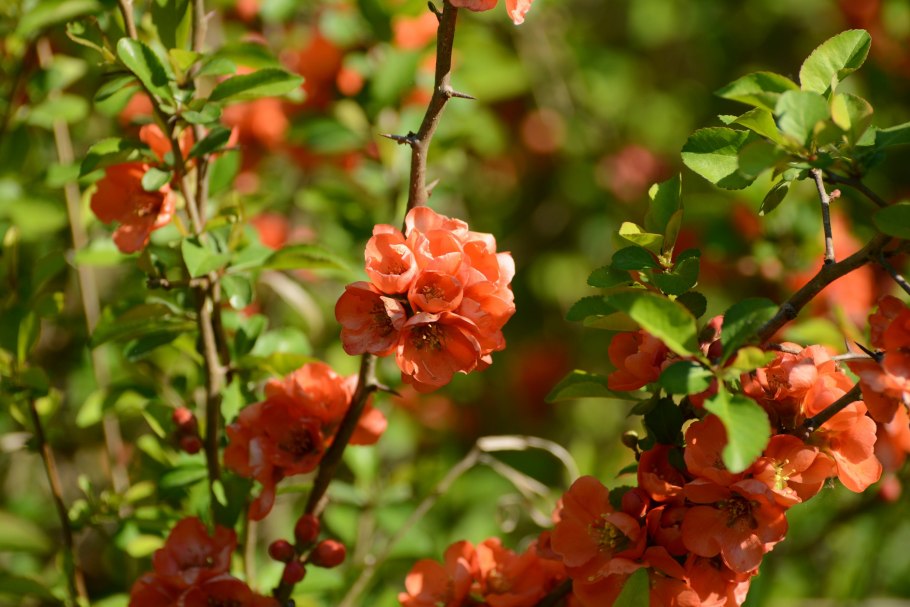 Китайская айва кустарник фото