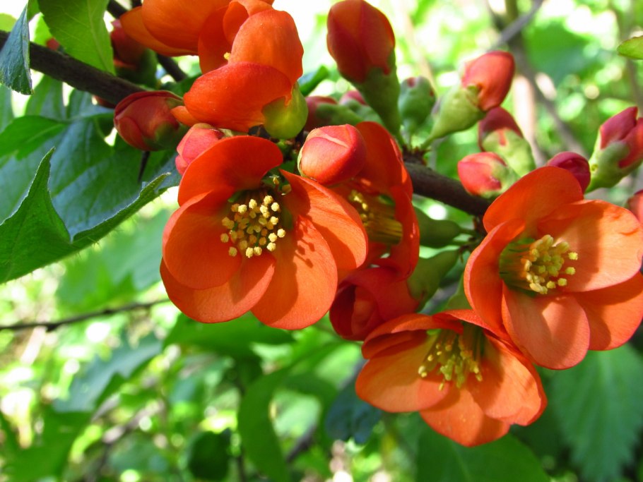 Айва хеномелес плоды