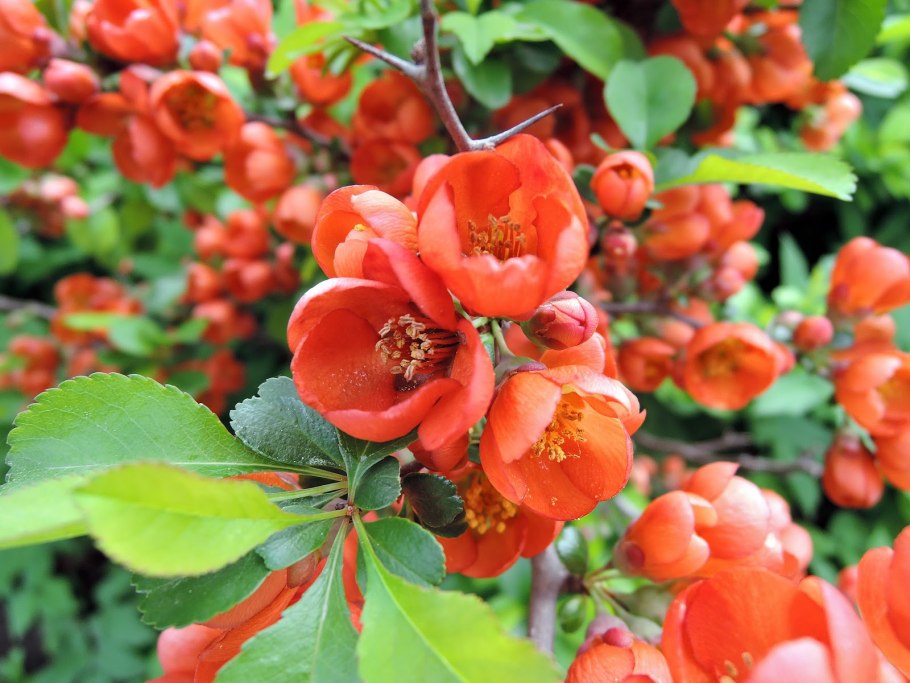 Хеномелес Маулея