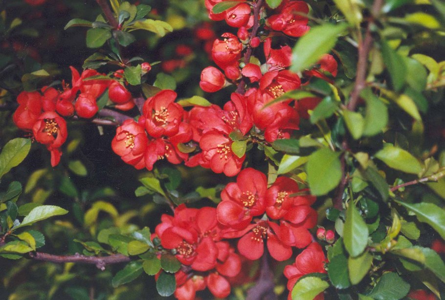 Chaenomeles japonica,айва японская и хеномелес
