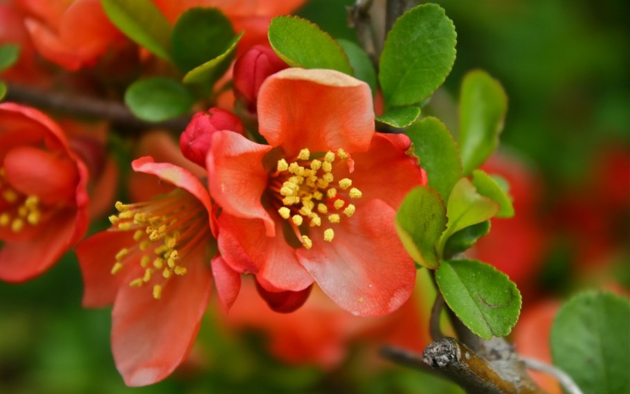 Chaenomeles speciosa simonii