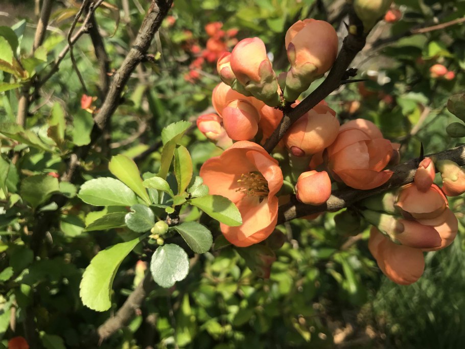 Айва (хеномелес) великолепная камео