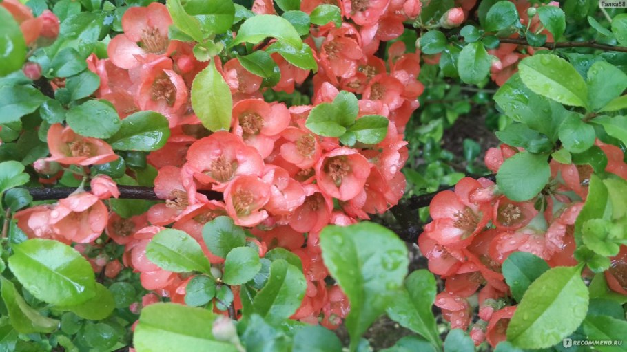 Хеномелес Маулея Chaenomeles maulei