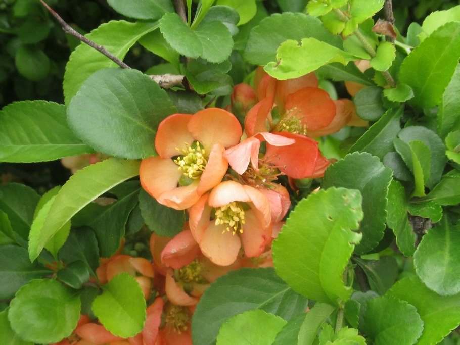 Хеномелес (айва) катаянский