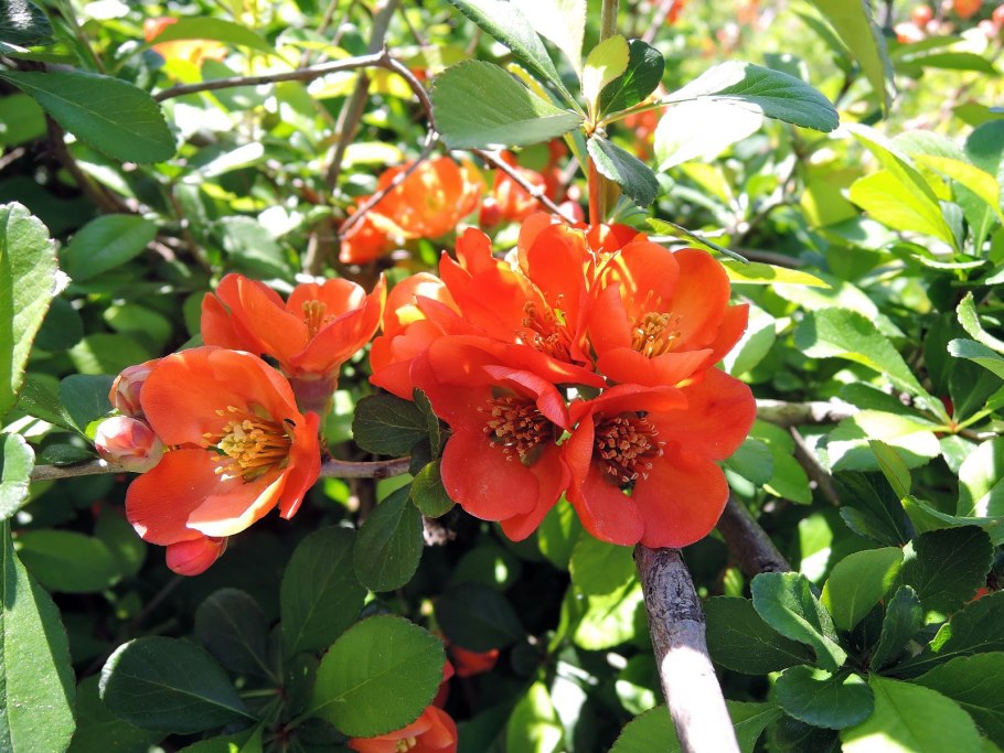 Хеномелес маулея куст