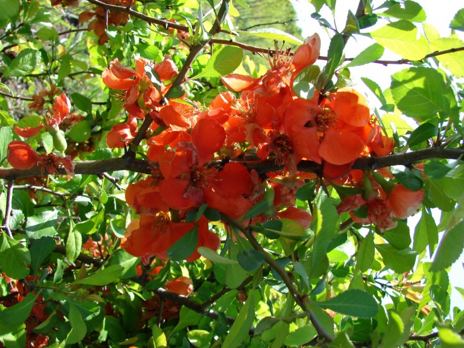 Хеномелес Маулея