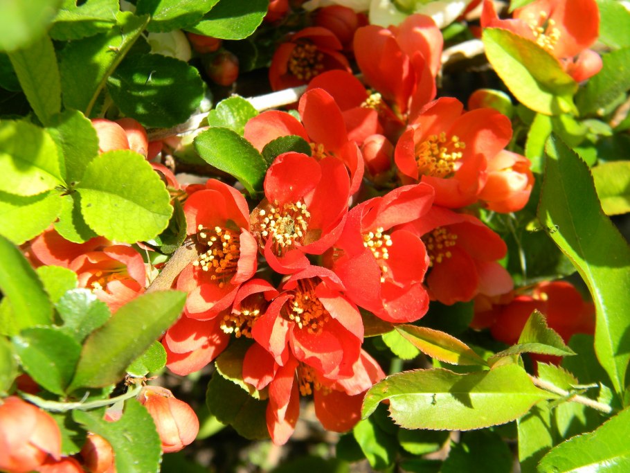 Айва Рубра грандифлора