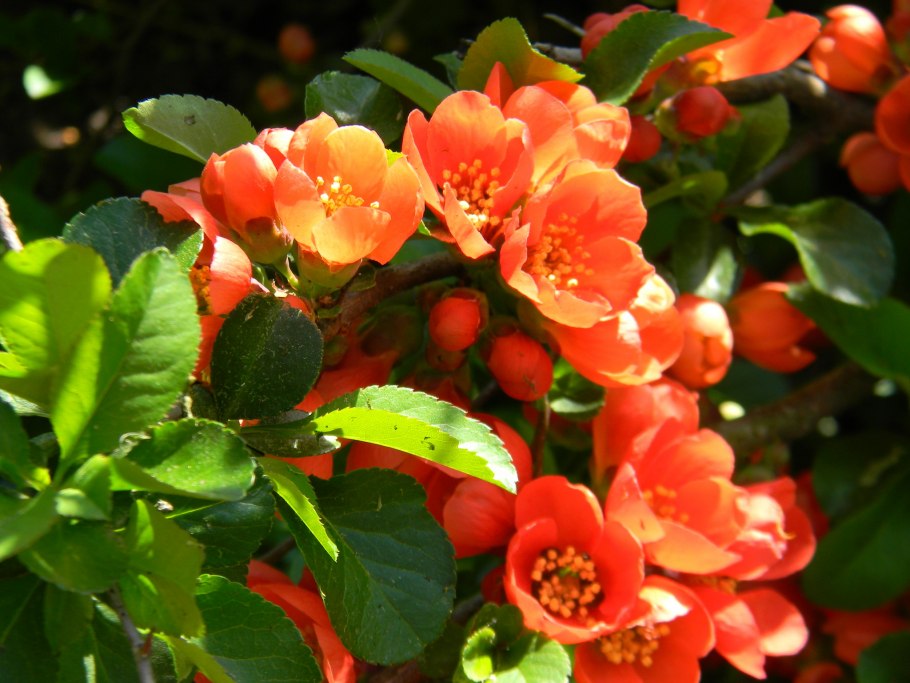 Персиковая айва