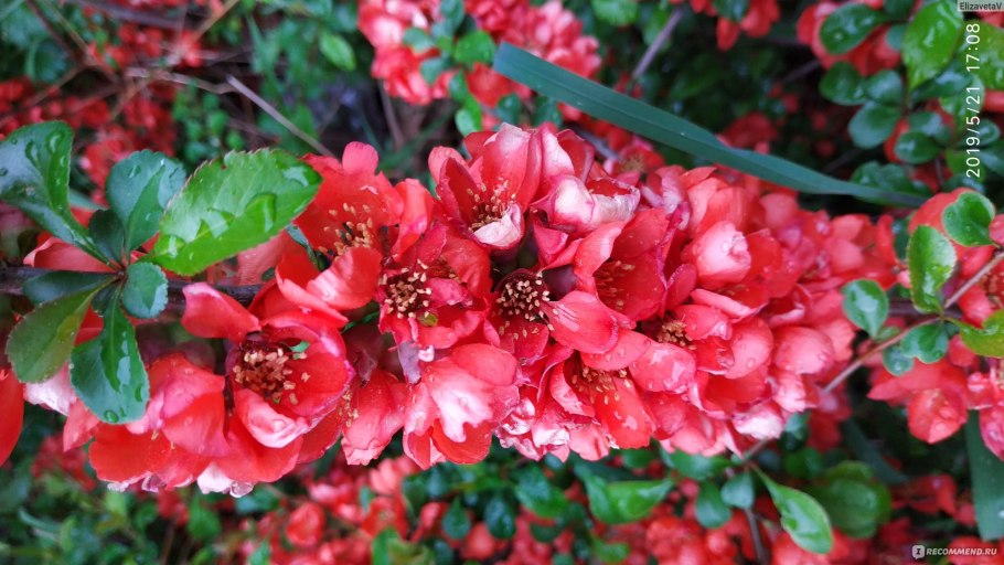 Айва кустарник