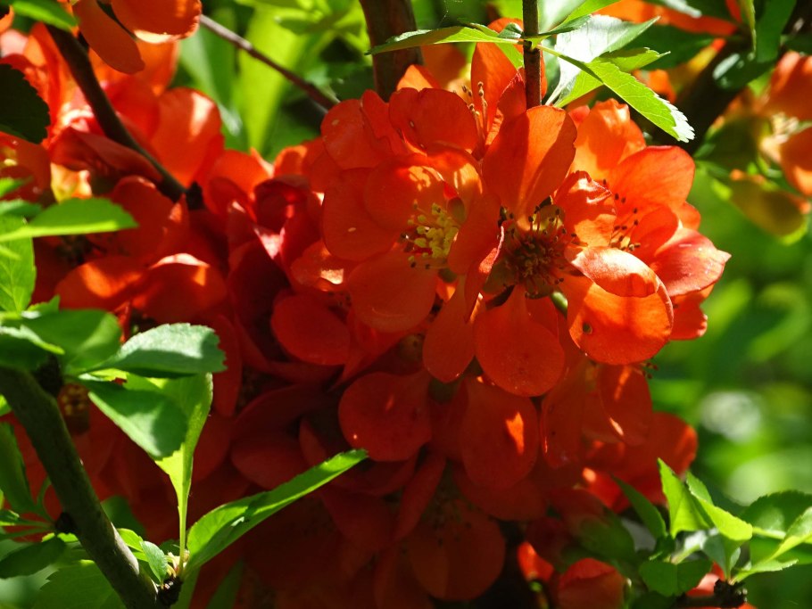 Айва Саржента