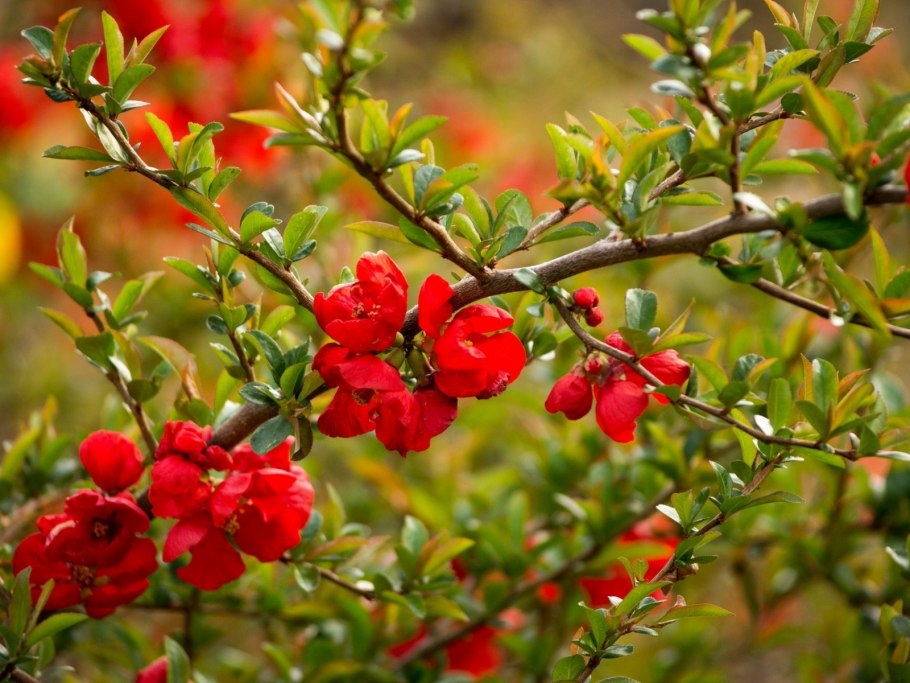 Японская айва кустарник плоды