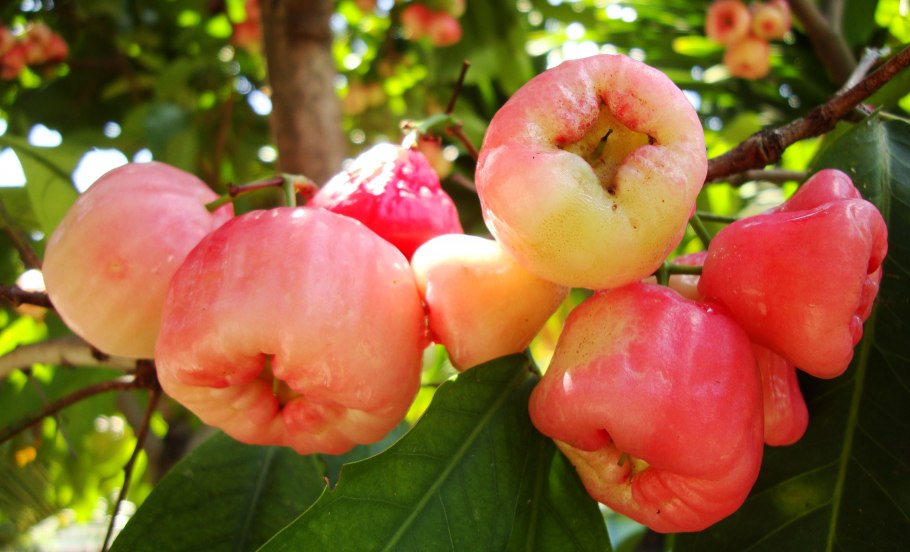 Фруктоза в фруктах