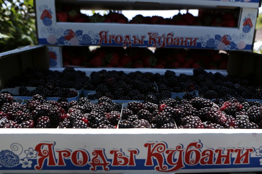 Кубанская ягода