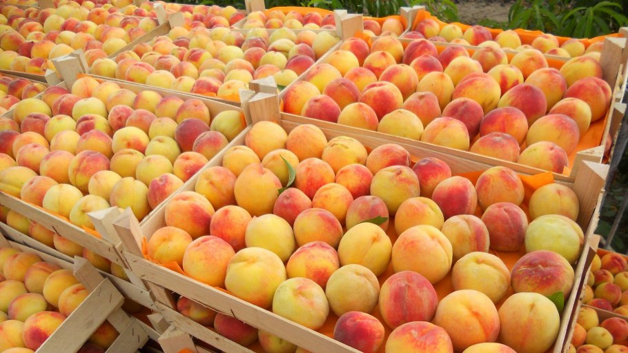 Продажа ягод