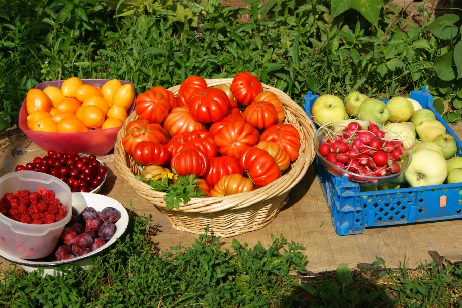 Овощи в земле