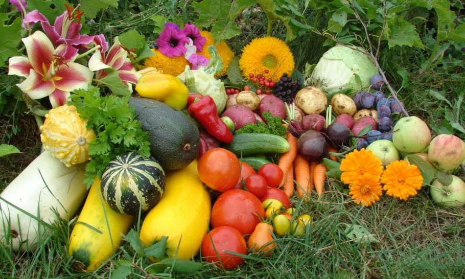 Овощные растения