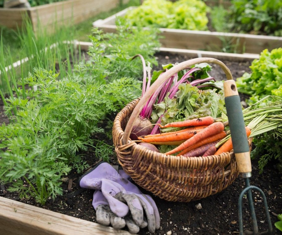 Дача сад огород