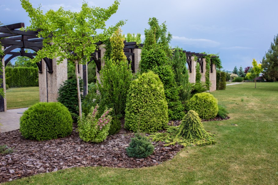 Розовый сад питомник Краснодар хвойники