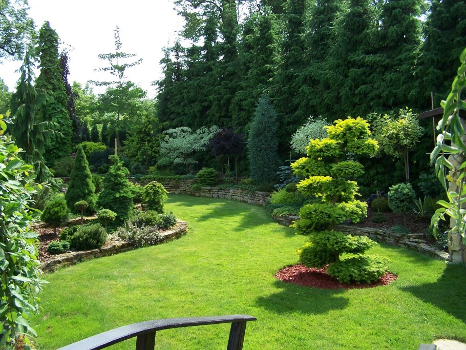 Берсо и хвойники в ландшафтном